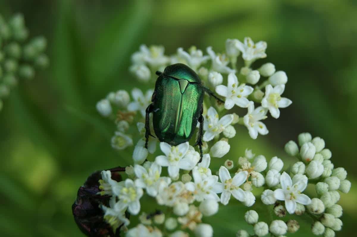 hanneton  jardin